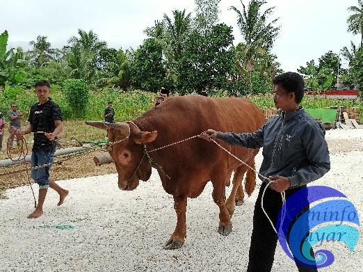 Sapi Limosin Bantuan Kemasyarakatan Presiden Jokowi Tiba di Selayar, Beratnya 1 Ton lebih