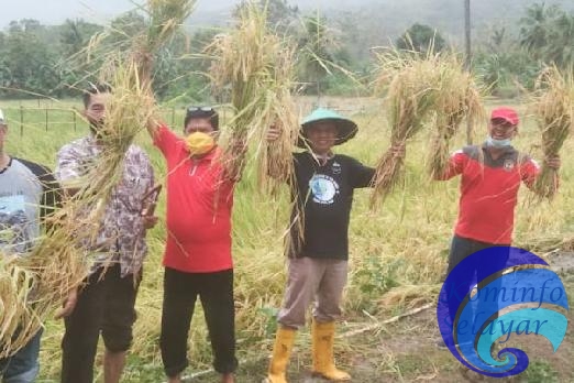 Sekda Selayar Panen Perdana Padi Jenis Varietas Ciherang